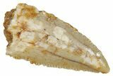 Serrated, Raptor Tooth - Real Dinosaur Tooth #275122-1